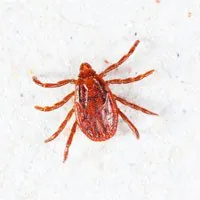 Brown Dog Tick